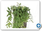 Aeschynanthus lobbianus Hanging plant