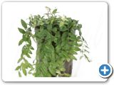 Aeschynanthus lobbianus Hanging plant