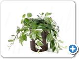 Aeschynanthus lobbianus var. Hanging plant