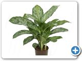 Aglaonema green light Tuft