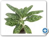 Aglaonema green sun Tuft