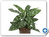 Aglaonema maria