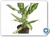 Aglaonema pseudobracteatum