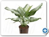 Aglaonema silver bay 2pp