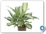 Aglaonema silver bay 3pp