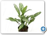 Aglaonema silver king