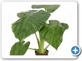 Alocasia calidora 18-19