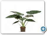 Alocasia wentii 18-19