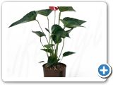 Anthurium