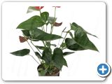 Anthurium fiesta red