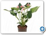 Anthurium pink champion