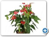 Anthurium red