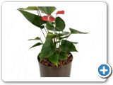 Anthurium vitara red