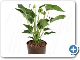 Anthurium white champion