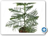 Araucaria hetrophylla 1pp