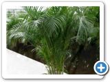 Areca (chrysalidoc.) lutescens tuft