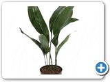 Aspidistra elatior tuft