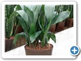 Aspidistria elatior tuft 28-19