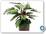 Calathea beauty star