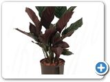 Calathea ornata sanderiana