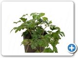 Cissus ellen danica Hanging plant
