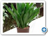 Cordyline glauca 4pp