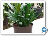 Cordyline glauca 4pp 28-19