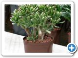 Crassula horntree red