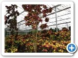 Croton (codiaeum) iceton branched h.500