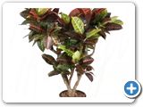 Croton (codiaeum) petra branched h.150