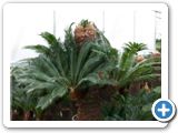 Cycas revoluta h.200