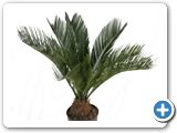 Cycas revoluta h.50