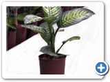 Dieffenbachia maroba 1pp