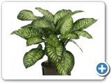 Dieffenbachia maroba 2pp