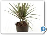 Dracaena bicolor Head