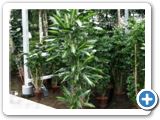 Dracaena cintho 120-90-60-30