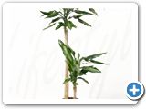 Dracaena cintho 60-30