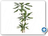 Dracaena cintho 90-60-30