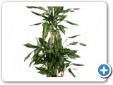 Dracaena cintho Carrousel (6pp)