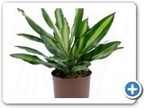 Dracaena cintho Head