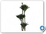 Dracaena compacta 120-90-60-30