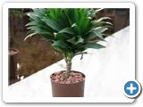 Dracaena compacta 15