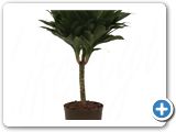 Dracaena compacta 30