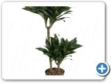 Dracaena compacta 45-15