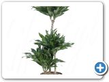 Dracaena compacta 60-30-15