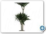 Dracaena compacta 60-30