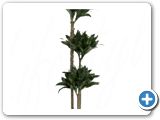 Dracaena compacta 90-60-30