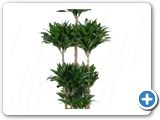 Dracaena compacta Carrousel (7pp)