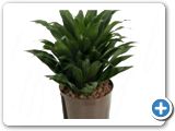 Dracaena compacta Head