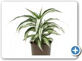 Dracaena compacta malaika Head